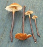 Phaeocollybia attenuata image
