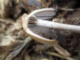 Panaeolus semiovatus image