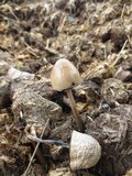 Panaeolus semiovatus image