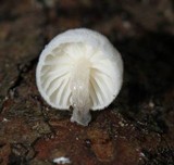 Hemimycena candida image