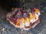 Ganoderma polychromum image