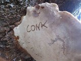 Ganoderma polychromum image