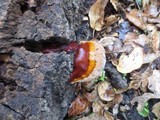 Ganoderma polychromum image