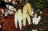 Mucronella fusiformis image