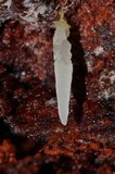 Mucronella fusiformis image