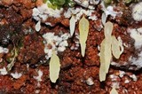 Mucronella fusiformis image
