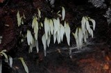 Mucronella fusiformis image