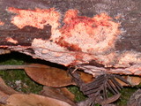 Phanerochaete sanguinea image