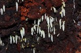 Mucronella fusiformis image