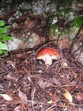 Leccinum manzanitae image