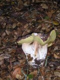 Boletus regineus image