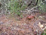 Boletus regineus image