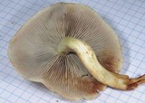 Hypholoma capnoides image