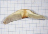 Hypholoma capnoides image