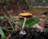 Gymnopilus sapineus image