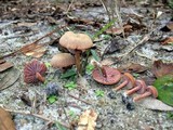 Laccaria amethystina image