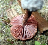 Laccaria amethystina image