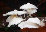 Hemimycena candida image