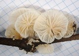 Hemimycena candida image