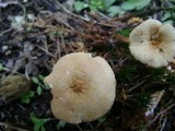 Cystoderma amianthinum image