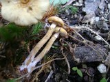 Cystoderma amianthinum image