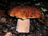 Boletus regineus image