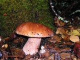 Boletus regineus image