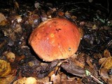 Boletus regineus image