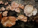 Pleurotopsis longinqua image