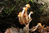 Hypholoma capnoides image