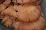 Lentinellus ursinus image