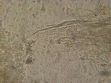 Lentinellus ursinus image