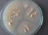 Limacella guttata image
