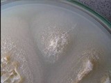 Limacella guttata image