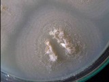 Limacella guttata image