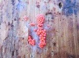 Lycogala epidendrum image