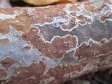 Gloeoporus dichrous image