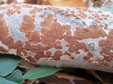 Gloeoporus dichrous image