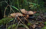 Armillaria solidipes image