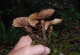Armillaria solidipes image