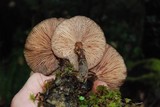 Armillaria solidipes image