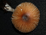 Lepiota rubrotinctoides image