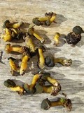 Leotia viscosa image