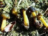 Leotia viscosa image
