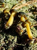 Leotia viscosa image