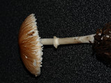 Lepiota rubrotinctoides image
