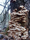 Merulius tremellosus image