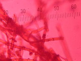 Phanerochaete sanguinea image