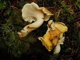 Cantharellus formosus image