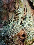 Cladonia ochrochlora image